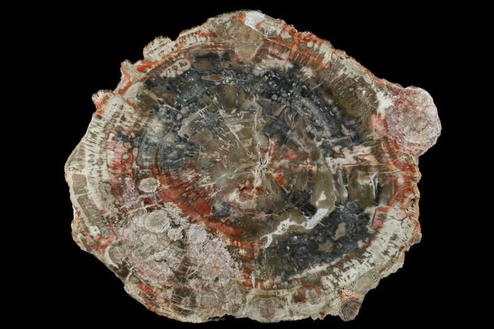 Petrified Wood (Araucaria) Round With Fungal Rot - Arizona #184711